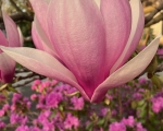 Magnificent Magnolia