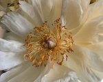 Full Bloom Peony