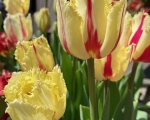 Parrot Tulip