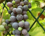 Vineyard vibes