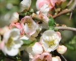 Cherry Blossoms