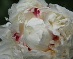 Delicate Peony