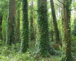Enchanted Forest