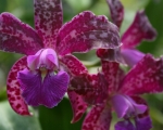 Fushia Orchids
