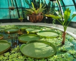 Lilypads