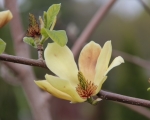 Magnolia Blossom