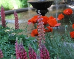 My Secret Garden