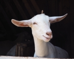 Hello Kid