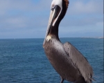 Pelican at the Pier
