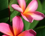 Plumeria Beauties
