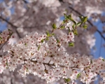 Pretty Cherry Blossoms