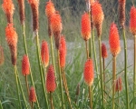 Red Hot Pokers