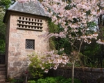 Spring Flowers