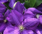 Spring Clematis