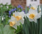 Spring Daffodils