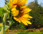 Sunny Sunflower