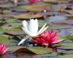 Water Lilies