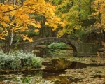 Autumn Reflections