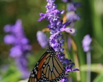 Beautiful Butterfly