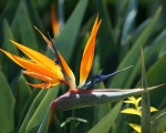 Bird of Paradise