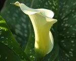 Calla Lily