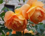 Friendship Roses
