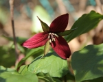 Garden Trillium