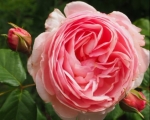 La Vie en Rose