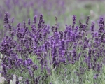 Lovely Lavender