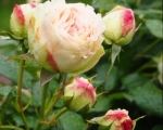 Romantic Roses