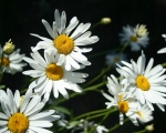 Sunny Daisies